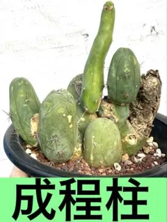 2026年最新】サボテンレアの人気アイテム - メルカリ