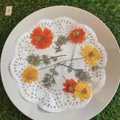 押し花　コスモスミックス①