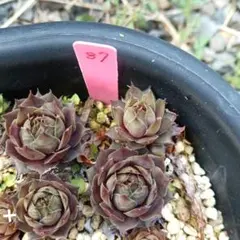 きよっさん様 リクエスト 2点 まとめ商品