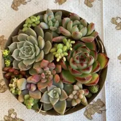多肉植物カット苗いろいろ詰め合わせ 寄せ植えセット