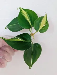 jay様 リクエスト 2点 まとめ商品