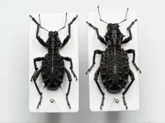 昆虫標本 海外産 ゾウムシ Ggatophorus draco ペア 不完全 - メルカリ