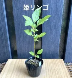 姫リンゴ⑥ ミニ盆栽　盆栽素材のサムネイル