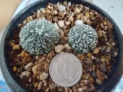 ♡achime♡一掃セール即購入可☆*˚様 リクエスト 5点 まとめ商品