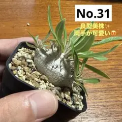 2025年最新】亀甲竜実生の人気アイテム - メルカリ