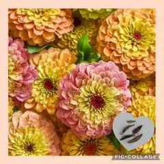 ちいさん様 リクエスト 2点 まとめ商品