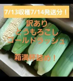 7/13収穫7/14発送分！訳ありとうもろこしゴールドラッシュ18本〜箱満杯詰！のサムネイル