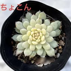 2025年最新】ミックスベリアの人気アイテム - メルカリ