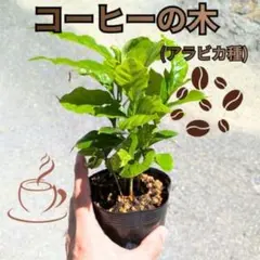 T*N様 人気のアラビカ種！【コーヒーの木】実生苗木コーヒーノキArabicaのサムネイル