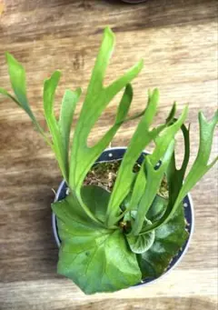 リドレイ　パカラン