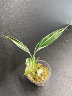 2025年最新】ムサフロリダの人気アイテム - メルカリ