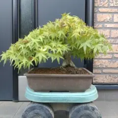 盆栽　もみじ実生18年　苔付盆栽 インテリア BONSAI 送料無料 盆栽 もみじ実生18年 苔付盆栽 インテリア BONSAI 送料無料 - メルカリ