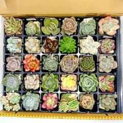 27.多肉植物エケベリア　カット苗抜き苗　30種類セット　詰め合わせ
