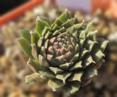 2025年最新】sempervivumの人気アイテム - メルカリ