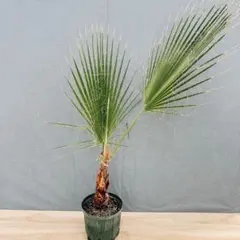 ヤシ ワシントニア ワシントン椰子 8号鉢 幹しっかり 新芽 優良品