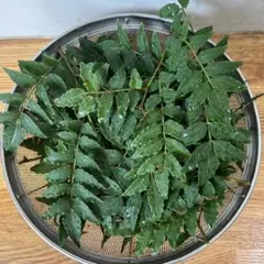 新鮮な木の芽 山椒の葉 摘みたて　 50枚以上のサムネイル