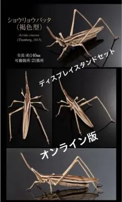 オンライン版いきもの大図鑑アドバンス　ショウリョウバッタ　褐色型　フィギュア