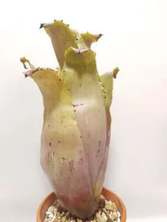 2026年最新】ホヘンベルギアの人気アイテム - メルカリ