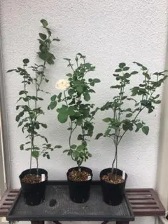 user_30c7888bさま　ご確認用