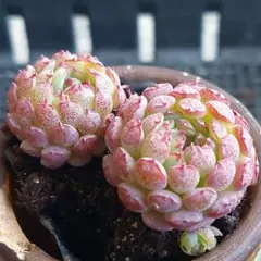 ★ヴィンセントカトー①★抜き苗★エケベリア★多肉★多肉植物★寄せ植え★