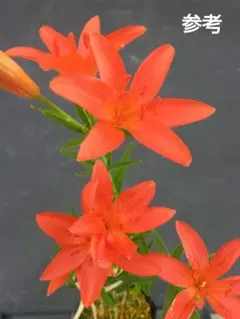 山野草・トサヒメユリ苗・画像の3苗お届けいたします。来期開花株