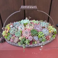 多肉植物 ♡そのまま飾れる寄植え♡ほんのり紅葉残る箱庭風寄せ植え