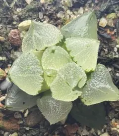 多肉植物 ハオルチア 白月万象錦 糊斑 - メルカリ