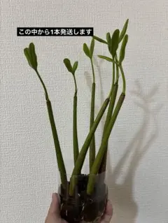 【コルネ様専用】マングローブ 苗 メヒルギ 発根済み 5本セットのサムネイル