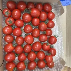 新鮮なミニトマト　あまっこ （850g）のサムネイル