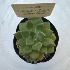 おらいさんミックスベリア【苔生す（こけむす）①】抜き苗 - メルカリ