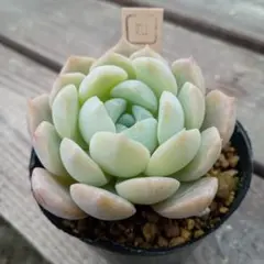 ちよ様専用ページ