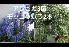 アジュガの抜き苗を3本とモッコウバラの挿し木2本