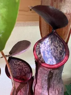 【ゆうゆうメルカリ便】ネペンテス アラタ 苗 食虫植物 観葉植物 ネペンテス アラタ 苗 食虫植物 観葉植物 - メルカリ
