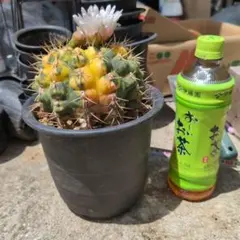 ギムノカリキウム 新天地錦 特上斑 22センチ鉢 鉢ごと送料込み - メルカリ
