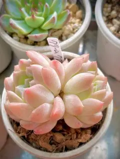 多肉植物　クリームクロウのサムネイル