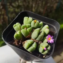 2025年最新】ビロバムの人気アイテム - メルカリ