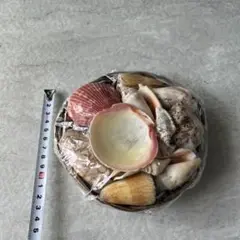 貝殻セット