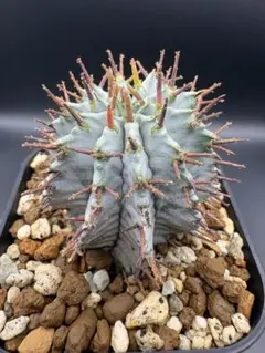 ユーフォルビア ホリダ 白肌系 子株 発根済み 抜き苗 13 - メルカリ