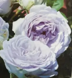 バラ苗 綾 Aya 接木苗 希少 薔薇苗 ばら 生花 レア - メルカリ