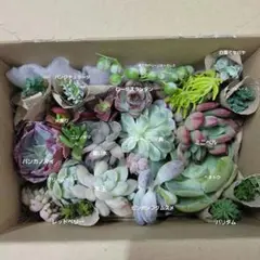 エケベリア・セダム 多肉植物セット20種類以上②