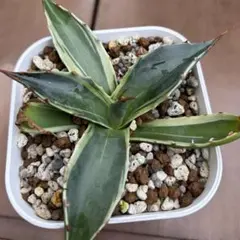 新種】アガベ モンタナ 白覆輪斑｜国内流通少・艶肌美株（発根済み