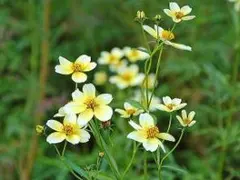 秋の花苗★ウィンターコスモス　イエローキューピッド★ビデンス　追加注文可能のサムネイル