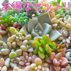 多肉植物 寄せ植え お得なセット!! カット苗 ラブリーローズ 詰め合わせ ①