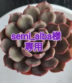 semi_alba様 リクエスト 2点 まとめ商品