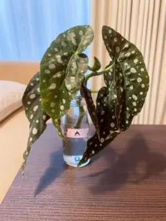 ゆか様 リクエスト 2点 まとめ商品