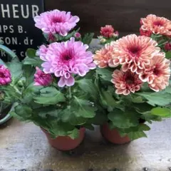 2個セット♡ポットごと♡クリサンセマム♡マウントオービスク