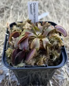 takumikund1965様 リクエスト 2点 まとめ商品