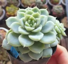 多肉植物 七福神抜き苗 - メルカリ