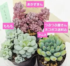 ㉗ラムネ❣️あかずきん❣️ももも❣️発根済!つぶつぶ屋さん ネコポス送料込