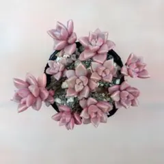 多肉植物^o^ 七法樹錦 - メルカリ
